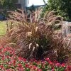 Brighter Blooms Purple Fountain Grass Ornamental Grasses