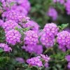 Brighter Blooms Perennials Purple Lantana