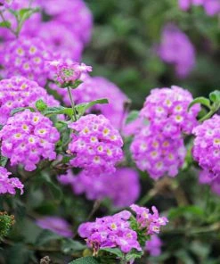 Brighter Blooms Perennials Purple Lantana