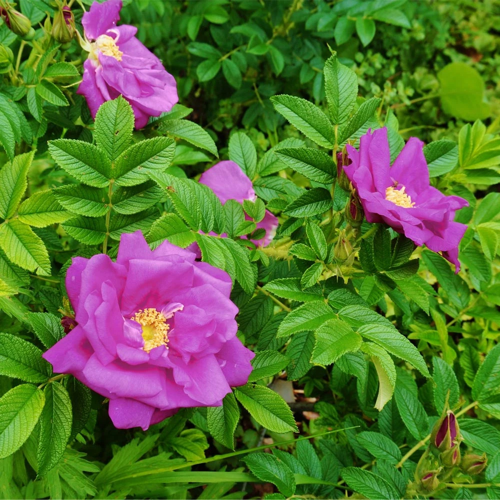 Brighter Blooms Purple Pavement Rose 2 Brighter Blooms Purple Pavement Rose