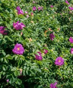 Brighter Blooms Purple Pavement Rose 5 Brighter Blooms Purple Pavement Rose