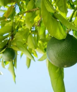 Brighter Blooms Persian 'Bearss' Lime Bush