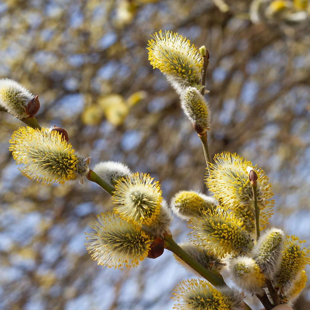 Brighter Blooms White Pussy Willow 3 Brighter Blooms White Pussy Willow