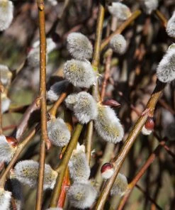 Brighter Blooms White Pussy Willow 8 Brighter Blooms White Pussy Willow