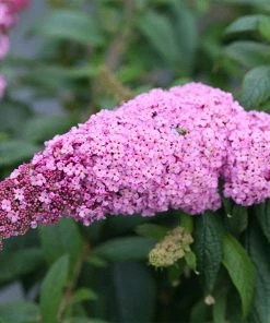 Brighter Blooms Pugster Pink® Butterfly Bush