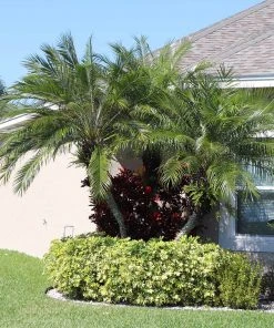 Brighter Blooms Pygmy Date Palm Tree