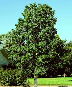 Brighter Blooms Shade Trees Quaking Aspen Tree