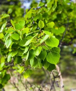 Brighter Blooms Shade Trees Quaking Aspen Tree