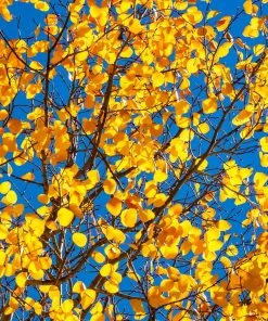 Brighter Blooms Shade Trees Quaking Aspen Tree