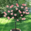 Brighter Blooms Rainbow Knock Out® Rose Tree Roses
