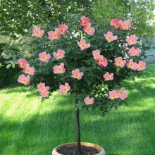 Brighter Blooms Rainbow Knock Out® Rose Tree Roses