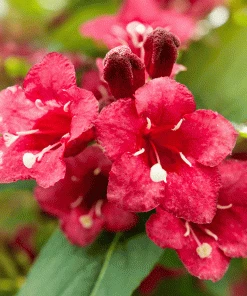 Brighter Blooms Shrubs & Hedges Red Prince Weigela Tree