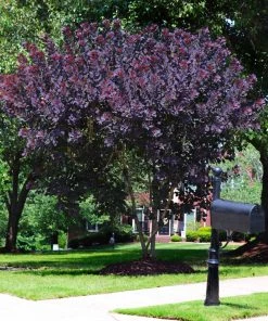Brighter Blooms Royal Purple Smoke Tree