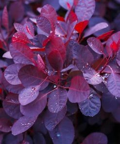 Brighter Blooms Royal Purple Smoke Tree