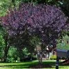 Brighter Blooms Royal Purple Smoke Tree