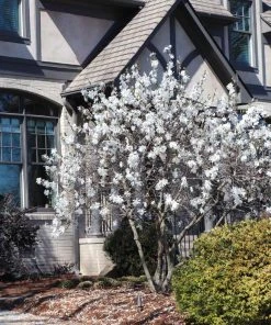 Brighter Blooms Royal Star Magnolia Tree Arborvitae Trees