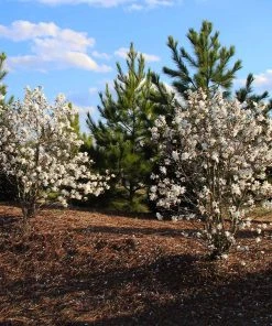 Brighter Blooms Royal Star Magnolia Tree Arborvitae Trees