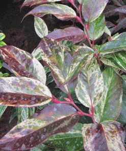 Brighter Blooms Shrubs & Hedges Rainbow Leucothoe Bush