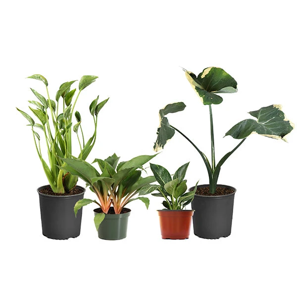 Brighter Blooms Rare House Plant Kit House & Patio 1 Brighter Blooms Rare House Plant Kit House & Patio