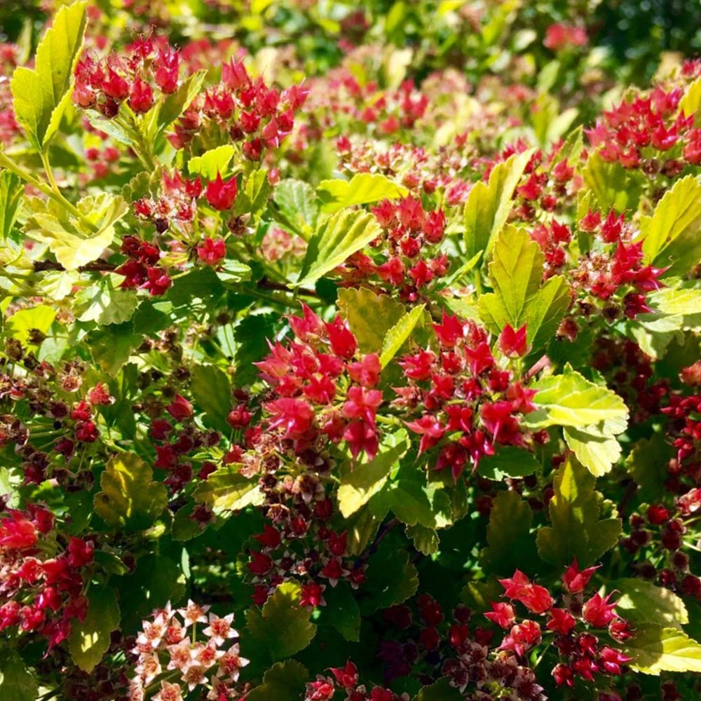 Brighter Blooms Raspberry Lemonade™ Ninebark Shrubs & Hedges 3 Brighter Blooms Raspberry Lemonade™ Ninebark Shrubs & Hedges