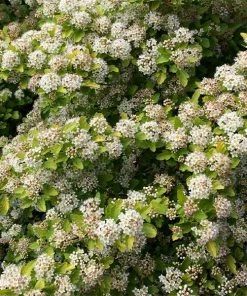 Brighter Blooms Raspberry Lemonade™ Ninebark Shrubs & Hedges