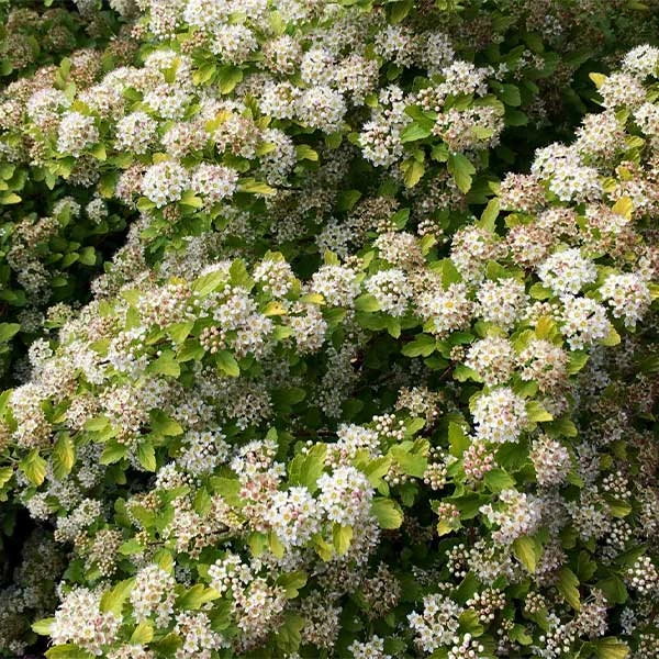 Brighter Blooms Raspberry Lemonade™ Ninebark Shrubs & Hedges 1 Brighter Blooms Raspberry Lemonade™ Ninebark Shrubs & Hedges