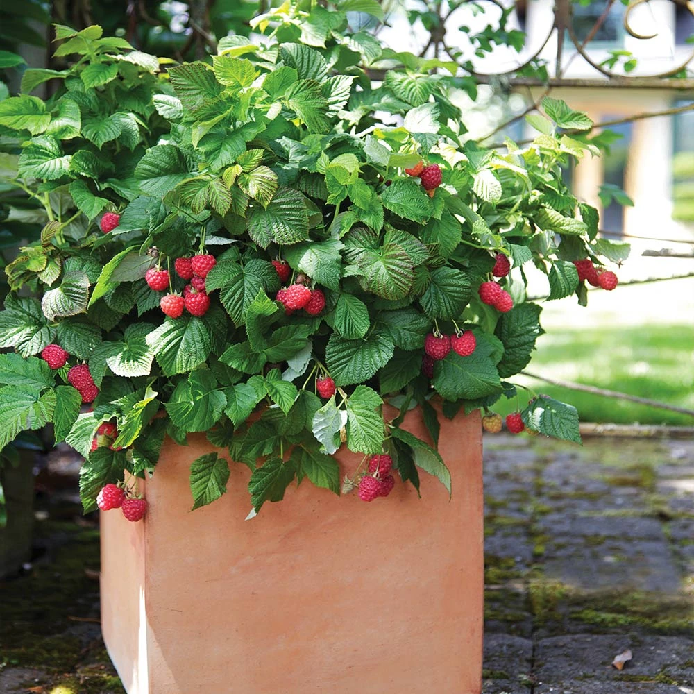 Brighter Blooms Bushel And Berry® Raspberry Shortcake® Bush Fruit Trees 2 Brighter Blooms Bushel And Berry® Raspberry Shortcake® Bush Fruit Trees
