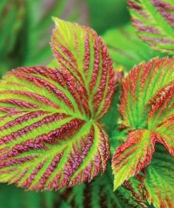 Brighter Blooms Bushel And Berry® Raspberry Shortcake® Bush Fruit Trees 7 Brighter Blooms Bushel And Berry® Raspberry Shortcake® Bush Fruit Trees