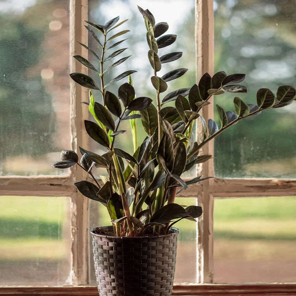 Brighter Blooms Raven ZZ Plant House & Patio 2 Brighter Blooms Raven ZZ Plant House & Patio