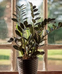 Brighter Blooms Raven ZZ Plant House & Patio