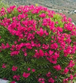 Brighter Blooms Red Oleander Shrub
