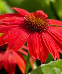Brighter Blooms Sombrero® Salsa Red Coneflower Perennials