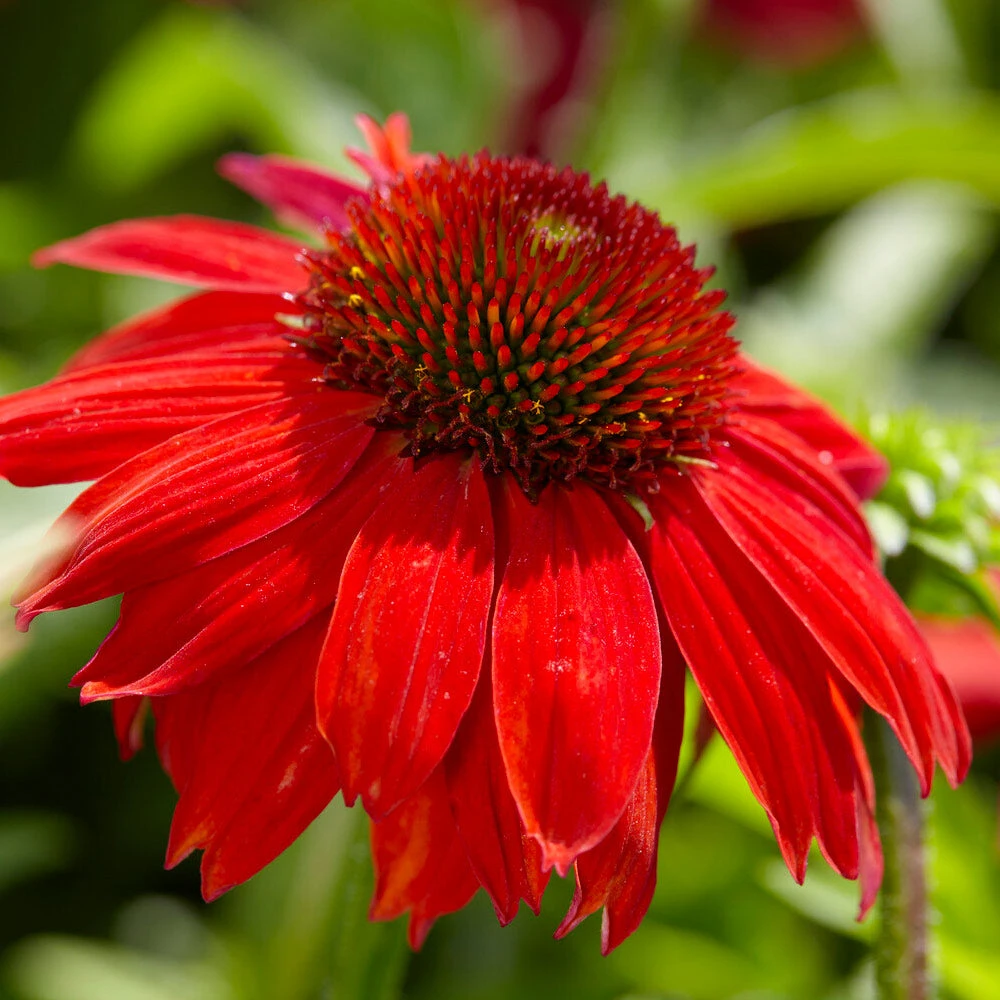 Brighter Blooms Sombrero® Salsa Red Coneflower Perennials 4 Brighter Blooms Sombrero® Salsa Red Coneflower Perennials