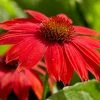 Brighter Blooms Sombrero® Salsa Red Coneflower Perennials