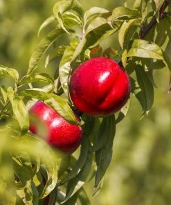 Brighter Blooms Red Gold Nectarine Tree