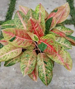 Brighter Blooms Red Chinese Evergreen Plant Shrubs & Hedges 9 Brighter Blooms Red Chinese Evergreen Plant Shrubs & Hedges