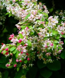 Brighter Blooms Red Delicious Apple Tree