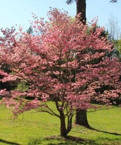 Brighter Blooms Red Dogwood Tree