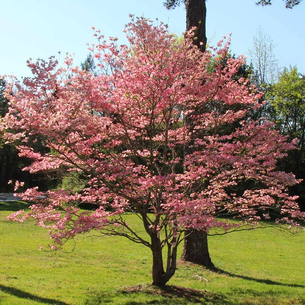 Brighter Blooms Red Dogwood Tree 2 Brighter Blooms Red Dogwood Tree