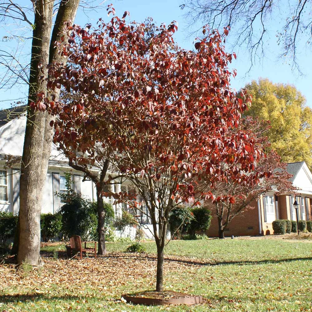 Brighter Blooms Red Dogwood Tree 4 Brighter Blooms Red Dogwood Tree