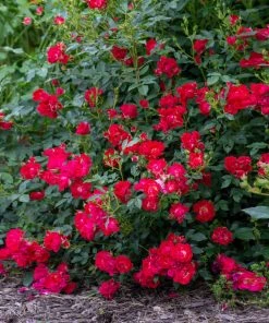 Brighter Blooms Red Drift® Rose 5 Brighter Blooms Red Drift® Rose