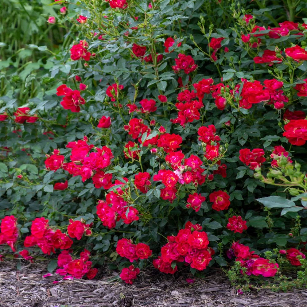 Brighter Blooms Red Drift® Rose 3 Brighter Blooms Red Drift® Rose