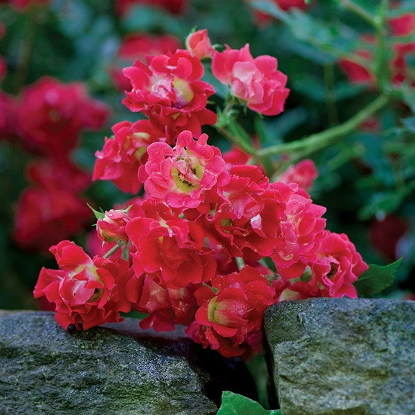 Brighter Blooms Red Drift® Rose 1 Brighter Blooms Red Drift® Rose