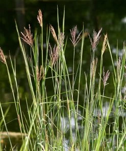 Brighter Blooms Red October Big Bluestem Grass 8 Brighter Blooms Red October Big Bluestem Grass