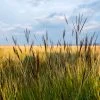 Brighter Blooms Red October Big Bluestem Grass