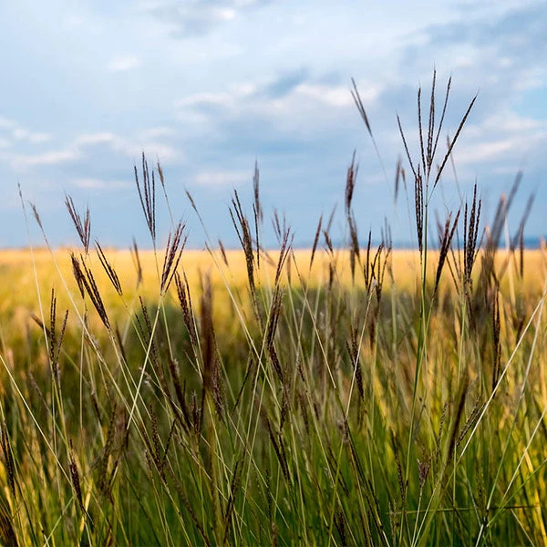 Brighter Blooms Red October Big Bluestem Grass 1 Brighter Blooms Red October Big Bluestem Grass