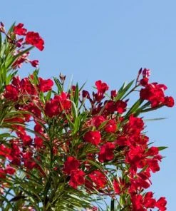 Brighter Blooms Red Oleander Shrub