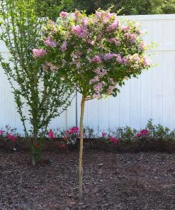 Brighter Blooms Red Pixie Lilac Tree Lilac Shrubs