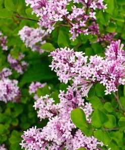 Brighter Blooms Red Pixie Lilac Tree Lilac Shrubs