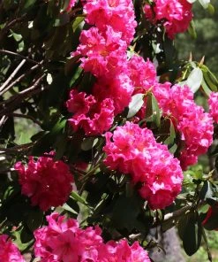 Brighter Blooms Shrubs & Hedges Red Rhododendron Shrub